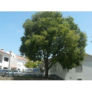 Brestovec južný (Celtis australis) - výška 100-130 cm, kont. C5L